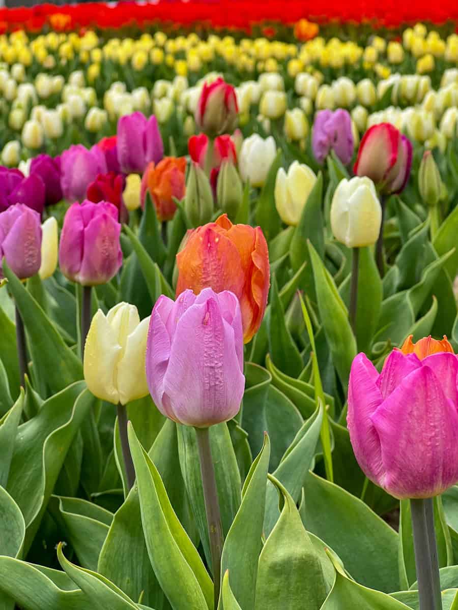 Dozens of tulips are visible in this close-up image of two purple tulips. Behind the purple tulips are hundreds of other tulips in various colours including orange, white, yellow and red.