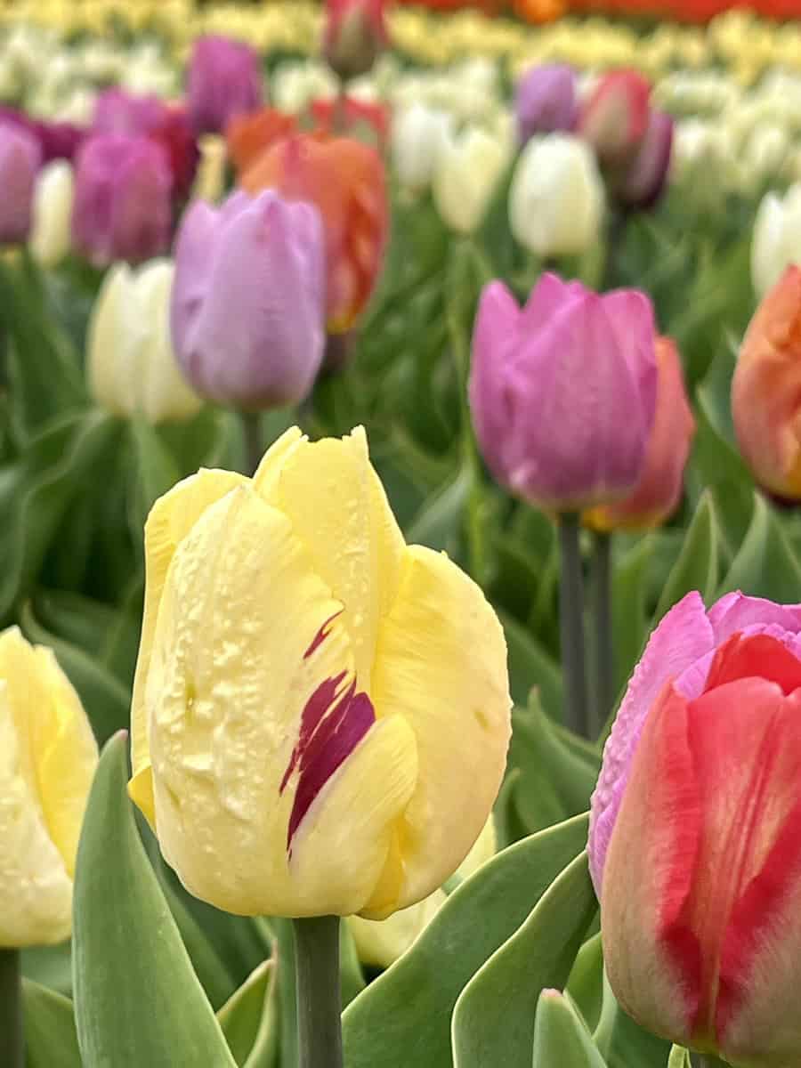 A close up of a yellow tulip is visible in this image with tulips of various colours behind, including purple, white and orange.