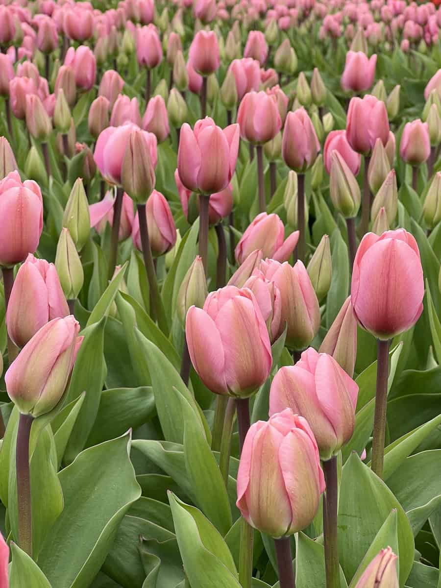 Close up of dozens of pink tulips in mid bloom are visible in this image.