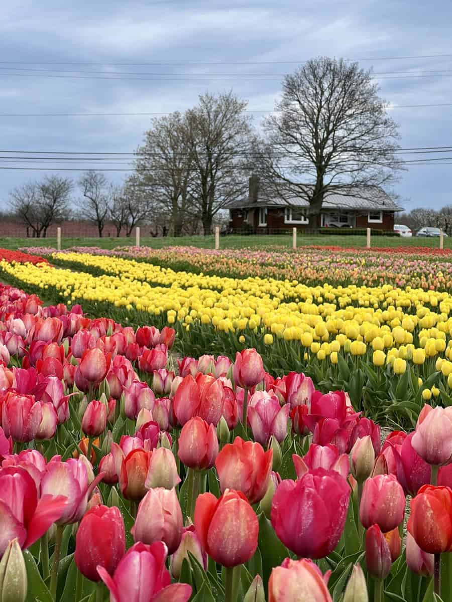 Thousands of pink and yellow tulips are in full bloom under a grey sky in one of Ontario's many tulip fields. A house and trees can be seen at the edge of the rows of tulips.