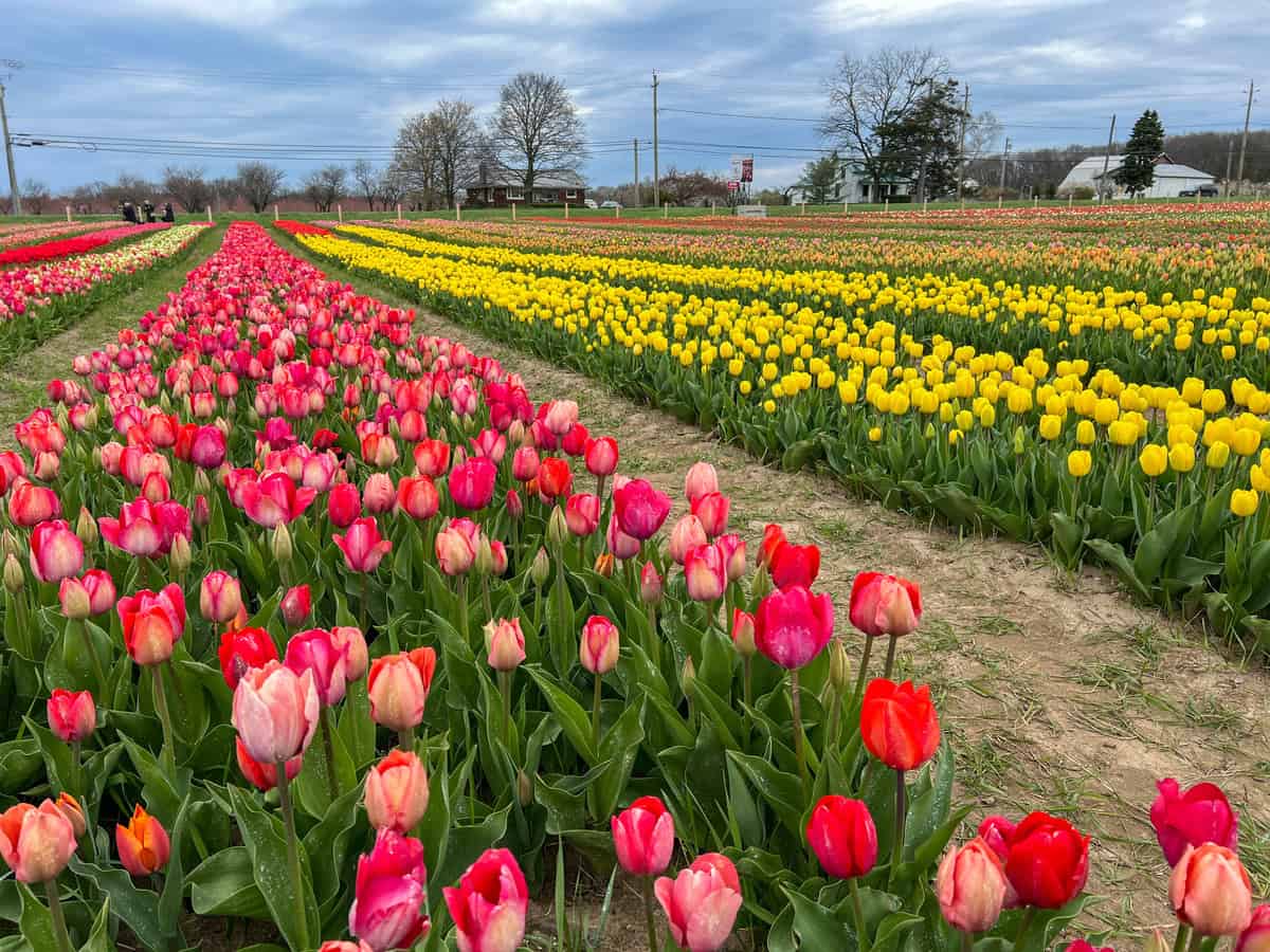 Thousands of red and yellow tulips planted in rows are in full bloom under a grey sky.