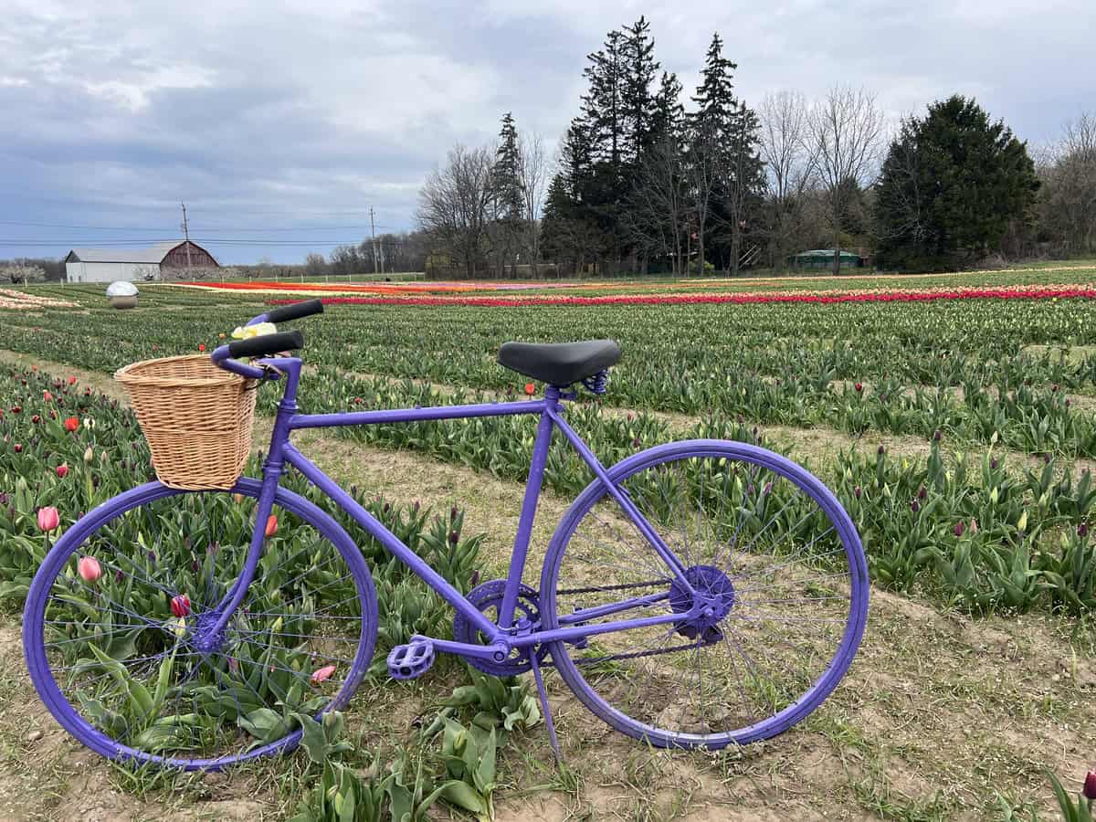 A purple bicycle sits as a photo prop among tulip fields with rows of tulips in early bloom.