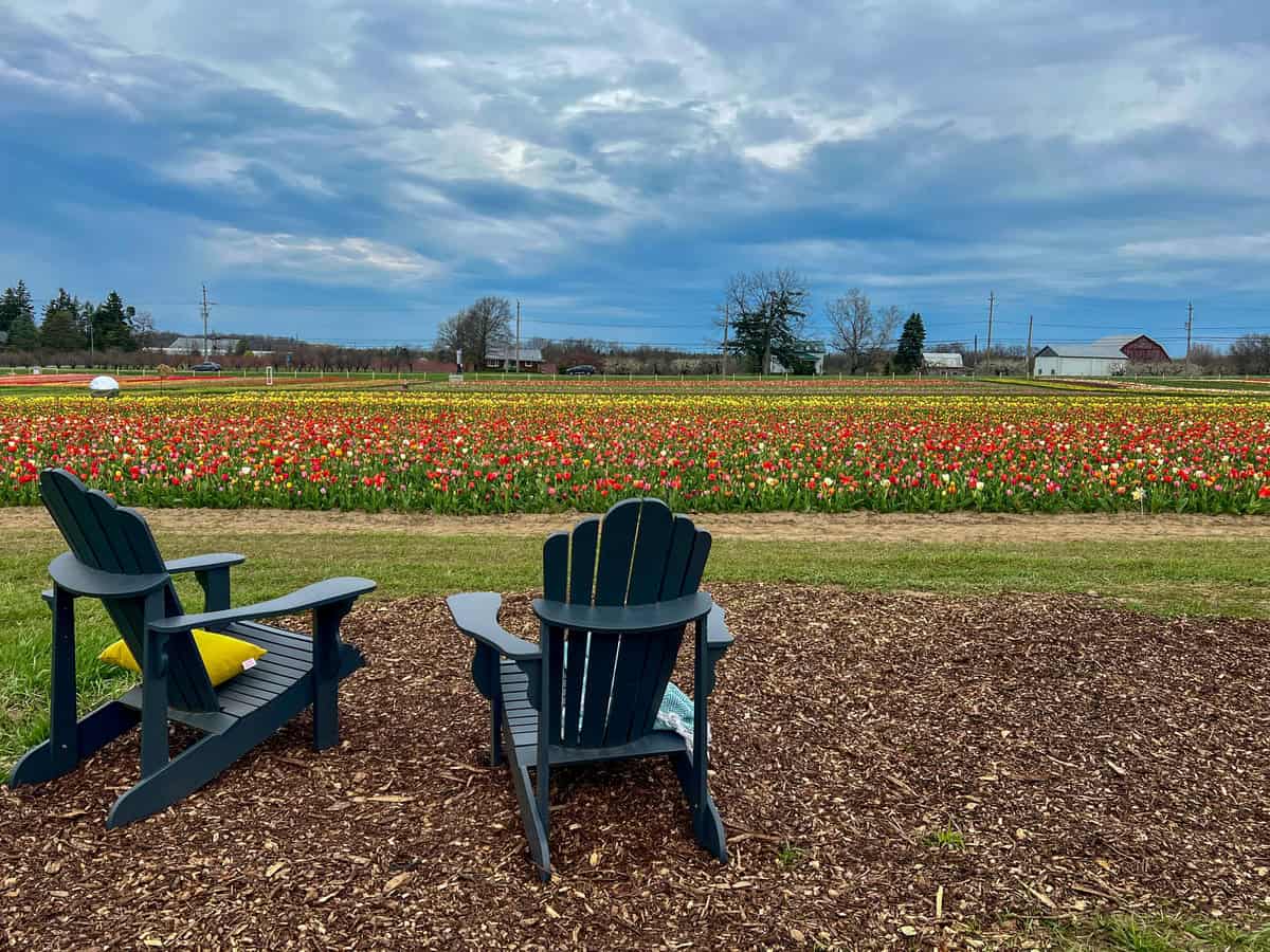 Two green Muskoka chairs overlook tulip fields with thousands of tulips in full bloom at the Sarah Grey tulip farm in Ontario.