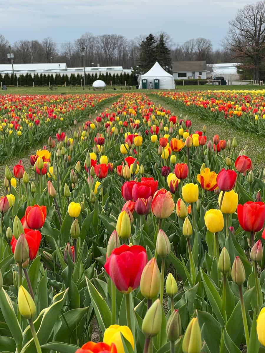Thousands of yellow and red tulips planted in rows are in partial and full bloom at the Sarah Grey tulip farm in Ontario.