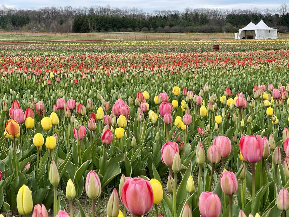 View across thousands of tulips planted at a tulip farm in Ontario. A tent is visible in the back ground. Tulips are in various stages of bloom. Yellow, red, pink and orange tulips are all visible.