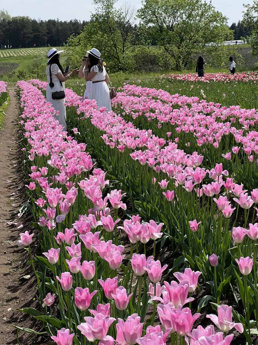 Three women dressed in white dresses and hats stand among the rows of pink tulips in full bloom.