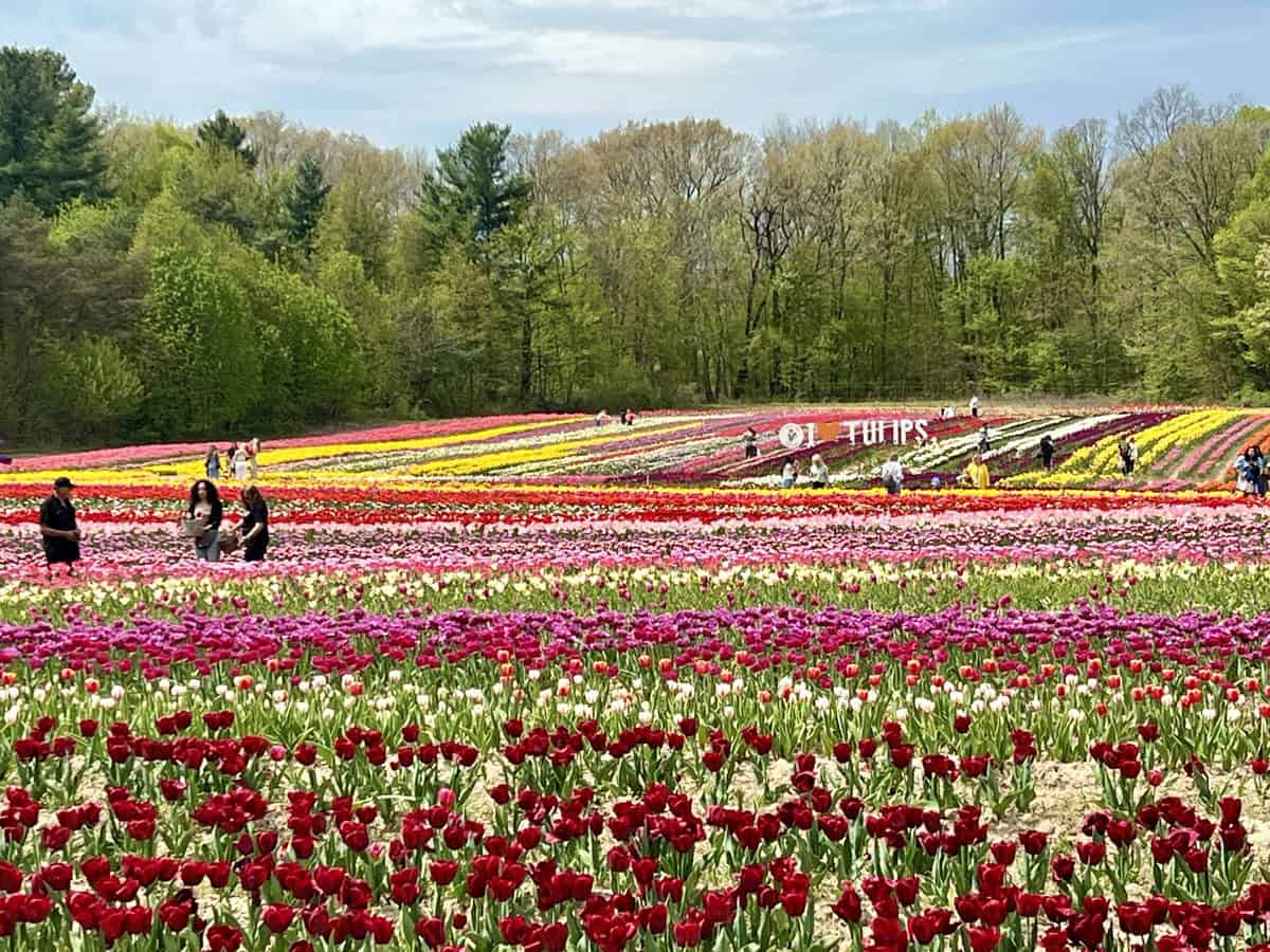 Visitors wander through the tulip fields at JP Tulip Farm in the Niagara Region of Ontario. Tulips are in full blooms with a wide variety of colours including red, pink, yellow, and white. An I Love Tulips sign can be seen in the field.