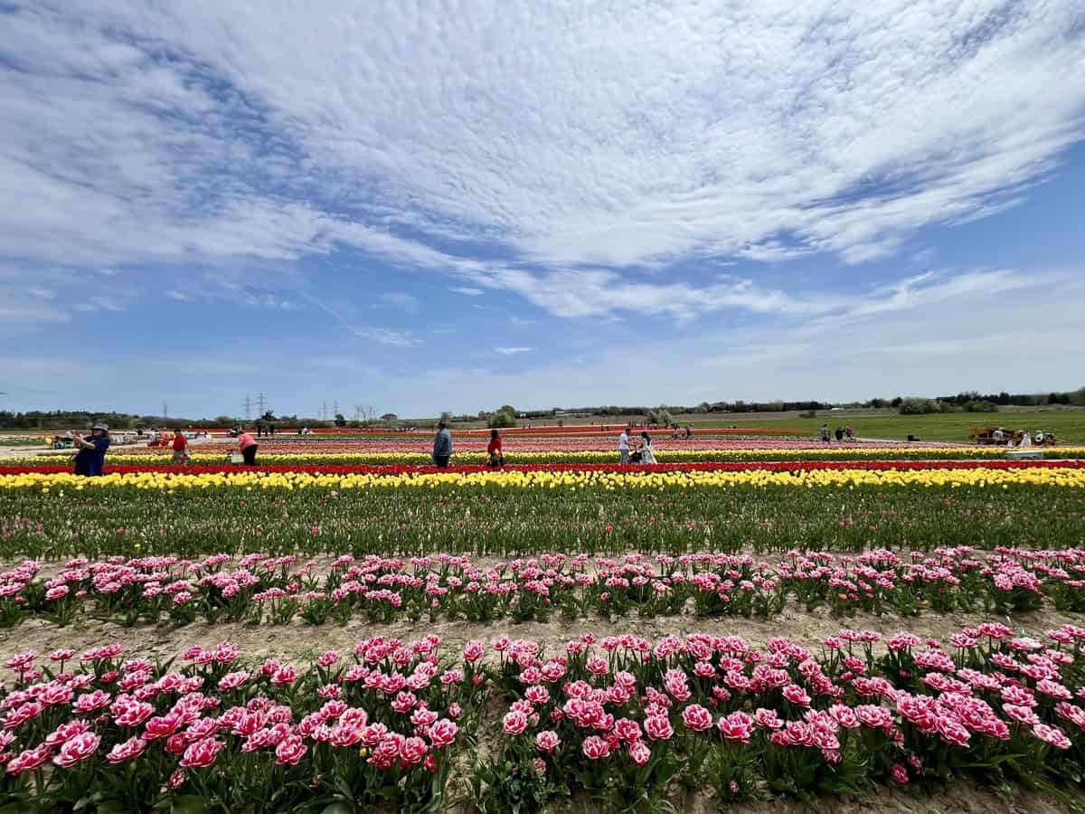 Visitors walk through this pick your own tulip farm in Ontario. Tulips in full bloom can be seen planted in rows. The tulips are a variety of colours including pink, yellow and red.