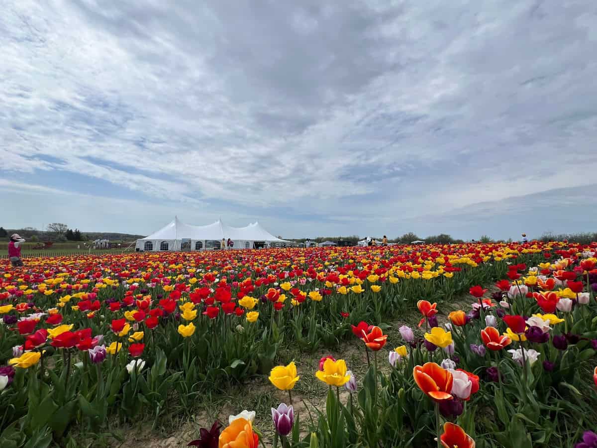 Tulips in a variety of colours including yellow, red, white, and purple can be seen in this image of tulip fields in Ontario. White venue tents can be seen in the background.