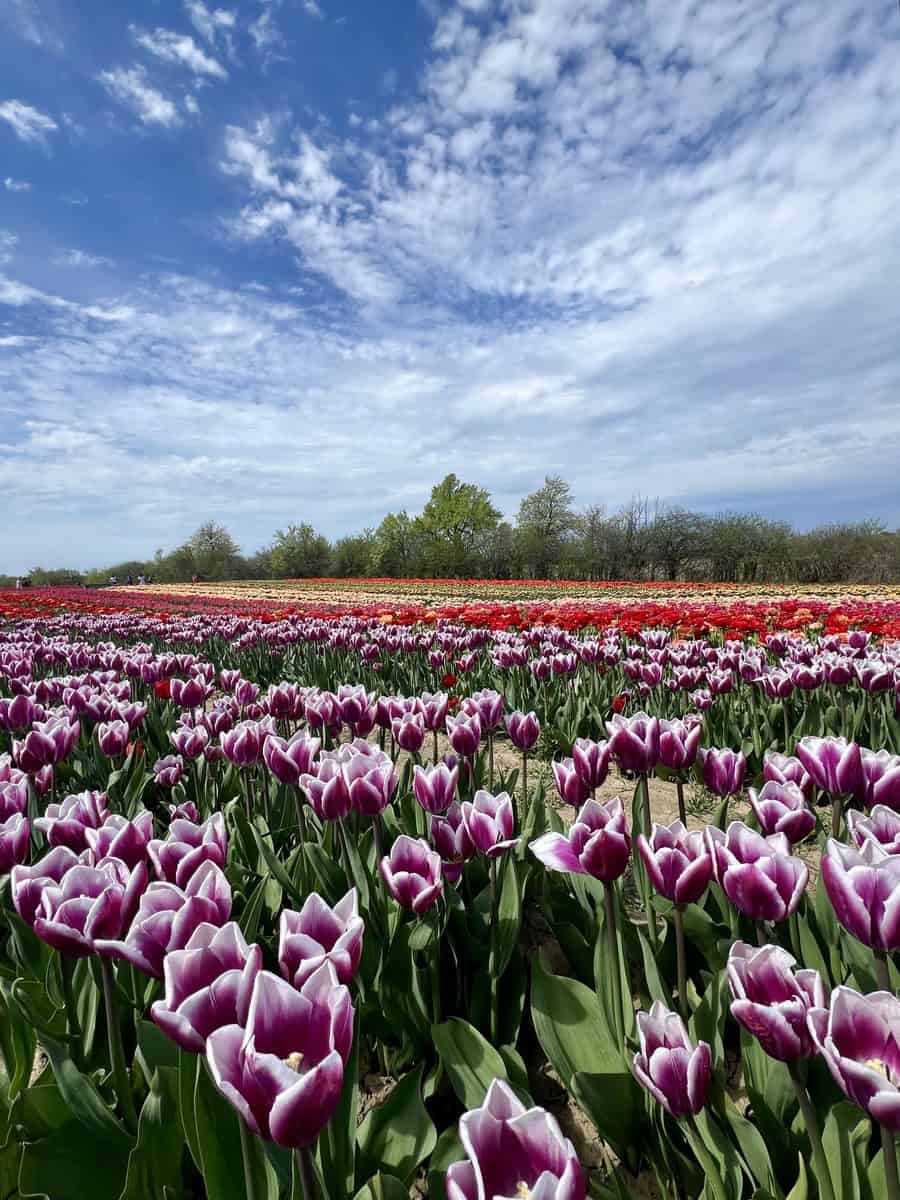 This image shows purple and white tulips in full bloom with red tulips in the distance on a sunny day with some clouds in the sky.
